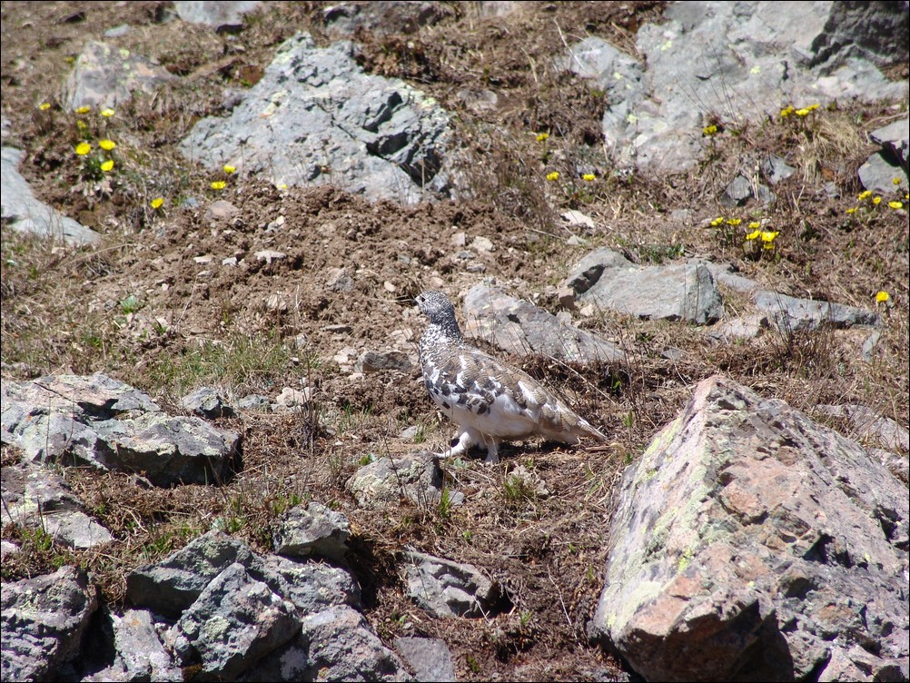 Ptarmigan